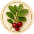 Bearberry Extract