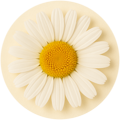 Chamomilla Recutita (Chamomile) Flower Extract