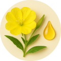 Evening Primrose Oil