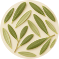 Olive Leaf Extract
