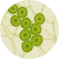 Plant Stem Cells