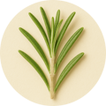 Rosemary Extract
